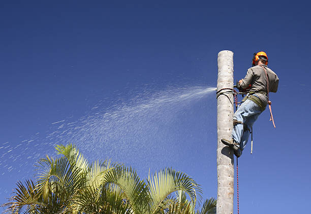 Best Tree Fertilization  in Francis, UT