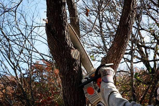 Best Root Management and Removal  in Francis, UT