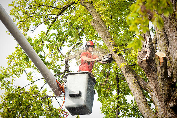 Best Tree Risk Assessment  in Francis, UT